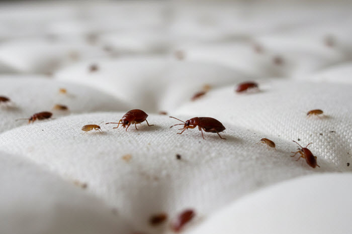 sps-bed-bug-treatment