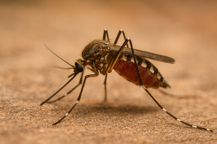 sps-mosquito-control